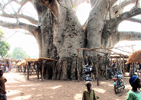http://thegreennews.net/issues/images/july06/Baobab_Tree_AlliCooper.jpg